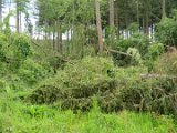 2022-05-20 - Tornado beim Sturmtief Emmelinde Solling - Steinlade bis Gehren (23)